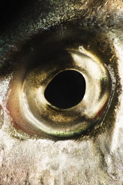 Fish eye. Photo : Joe Clark