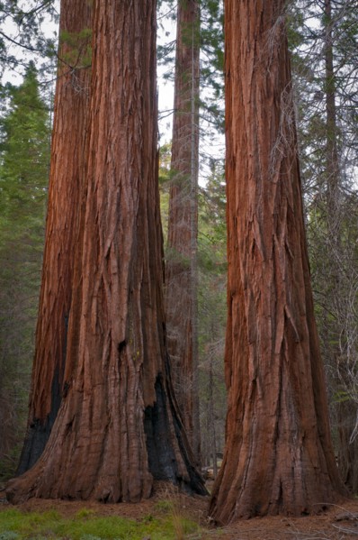 USA, California, close up of Sequoias. Photo : Gary Weathers