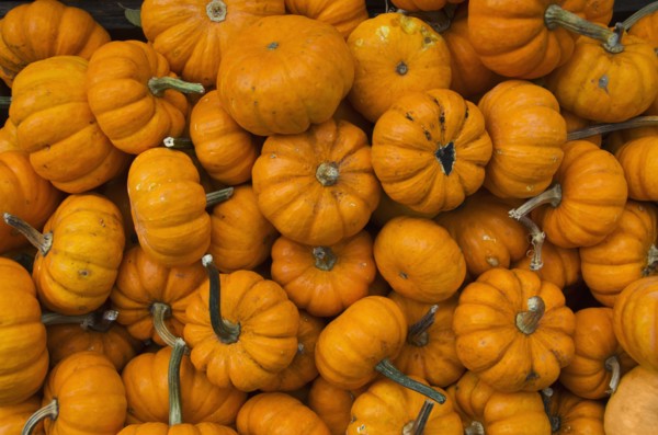 Pile of pumpkins.