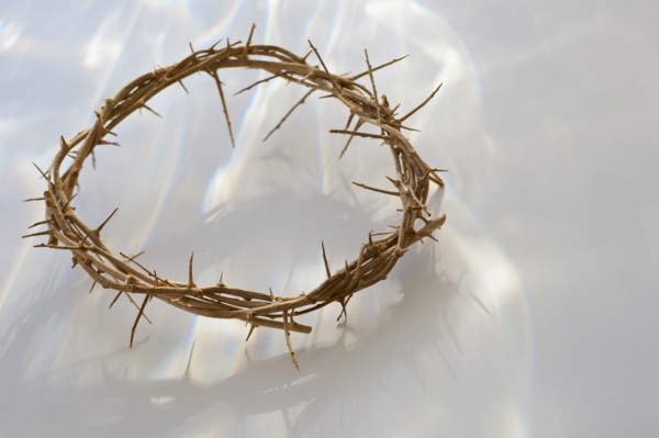 Studio shot of crown of thorns.