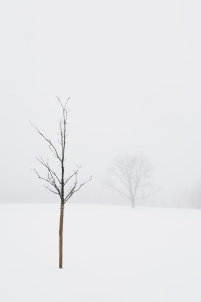 USA, New Jersey, Lonely tree in winter scenery. Photo : Chris Hackett