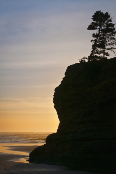 Pine tree on top of cliff at sunset. Photo : Gary Weathers
