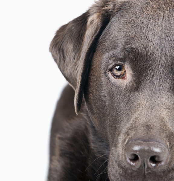 Studio portrait of dog. Photo : Justin Paget