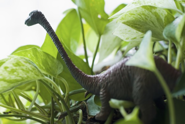 Figurine of dinosaur among leaves. Photo: Antonio M. Rosario