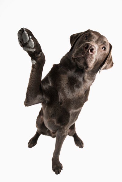 Studio portrait of Chocolate Labrador. Photo : Justin Paget
