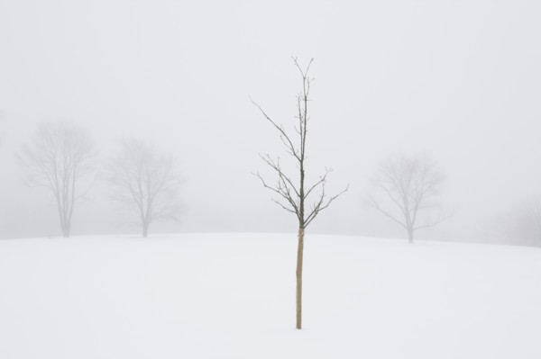 USA, New Jersey, Lonely tree in winter scenery. Photo : Chris Hackett