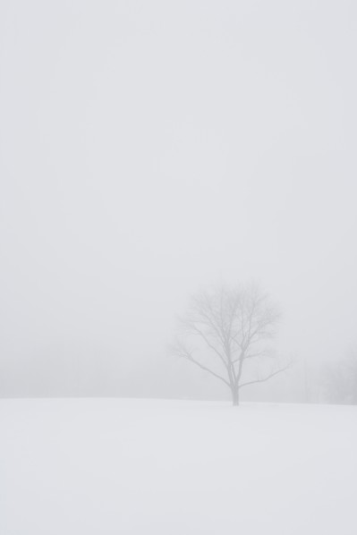 USA, New Jersey, Lonely tree in winter scenery. Photo : Chris Hackett