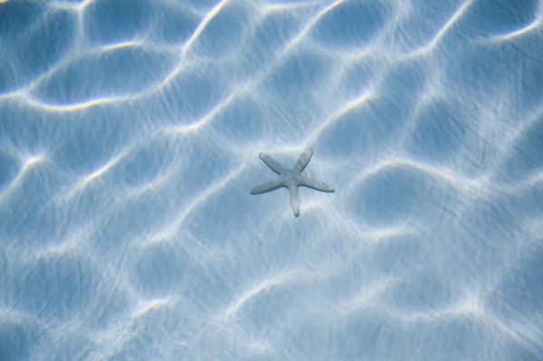 Rippled blue water with starfish. Photo: Kristin Lee