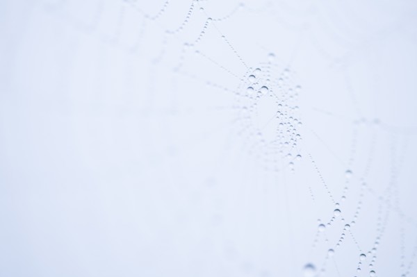 Footprints in snow. Photo : Kristin Lee