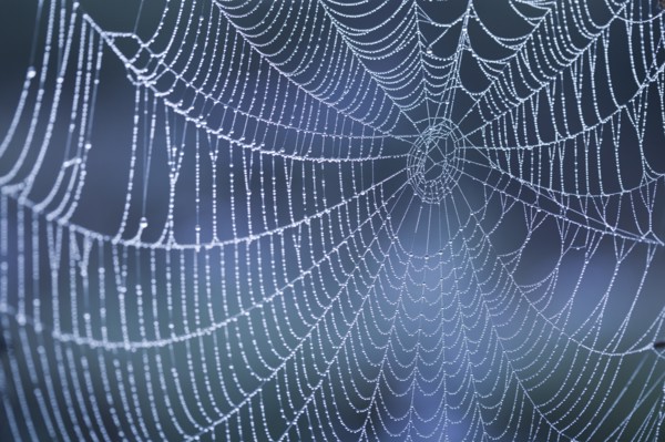 Extreme close-up of spider web with dew. Photo: Kristin Lee
