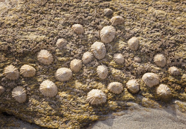 Limpets on rock, Finistere, Brittany, France. Photo : Jon Boyes