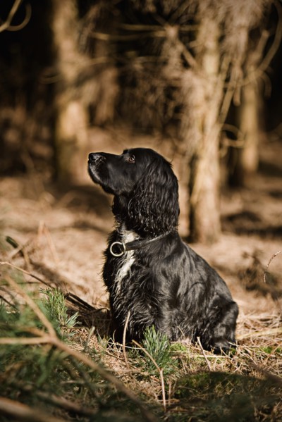 Proud English Cocker Spaniel in the Countryside