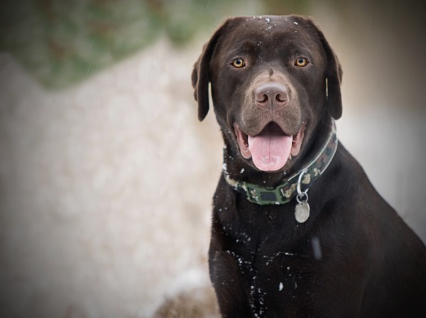 Happy Labrador in Wintery Countryside