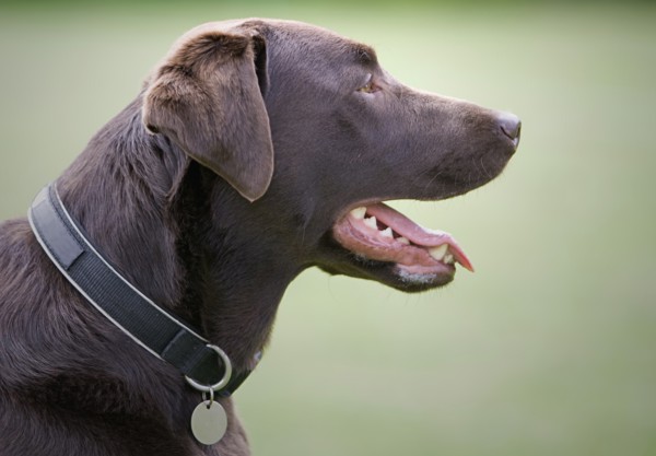Profile of chocolate labrador. Photo: Justin Paget