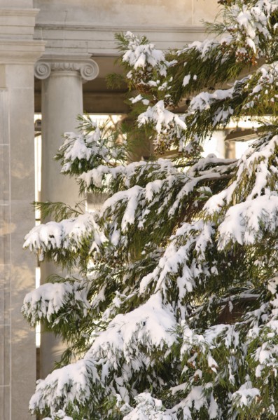USA, New York, New York City, pine tree covered with snow with column in background.