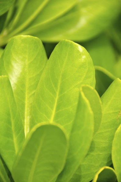 Mexico, Playa Del Carmen, green leaves. Photo: Tetra Images