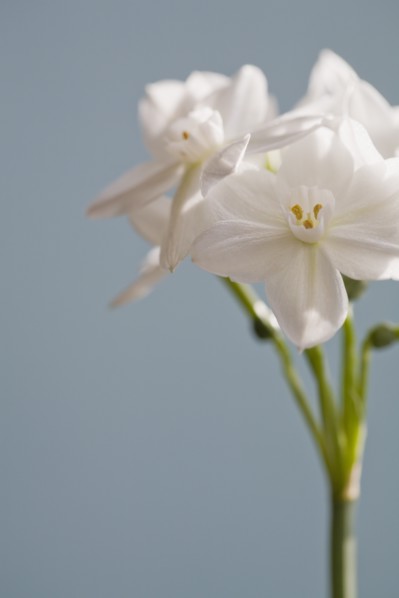 Close-up view of white flower. Photo : Kristin Lee
