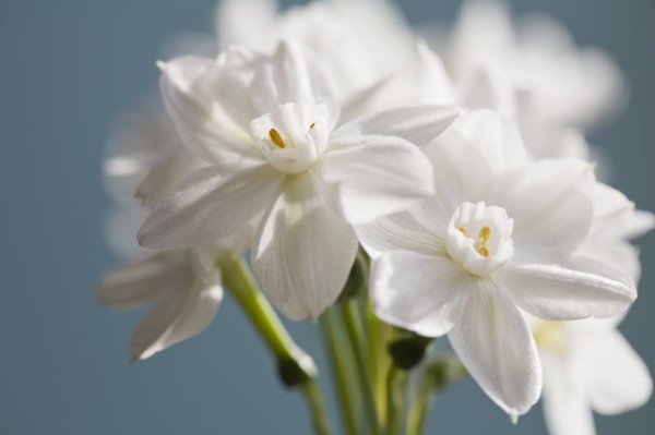 Close-up view of white flower. Photo : Kristin Lee