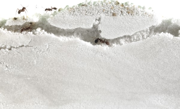 Close up of ants in sand. Photo : David Arky