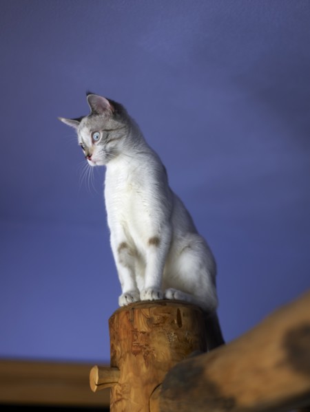 Portrait of young kitten. Photo : John Kelly