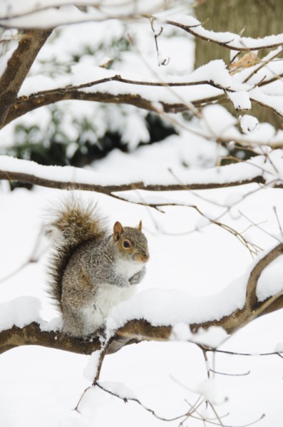 USA, New York, New York City, squirrel sitting on branch in winter.