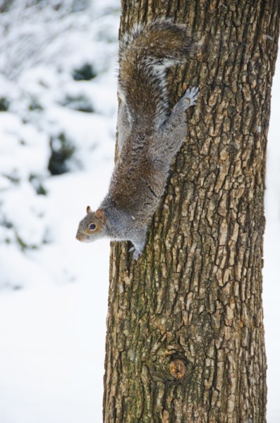 USA, New York, New York City, squirrel on tree trunk.