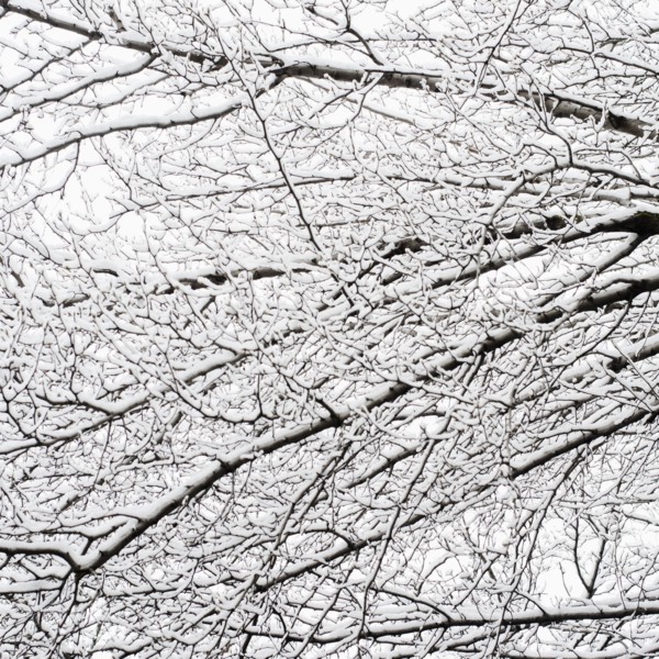 USA, New York, Williamsburg, Brooklyn, snow on tree. Photo: Jamie Grill Photography