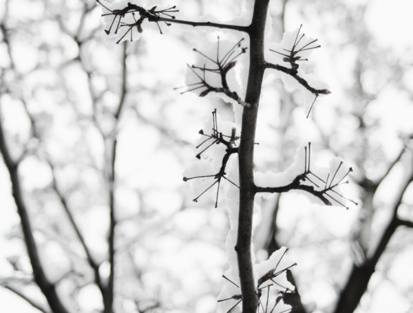USA, New York, Williamsburg, Brooklyn, snow on tree. Photo: Jamie Grill Photography