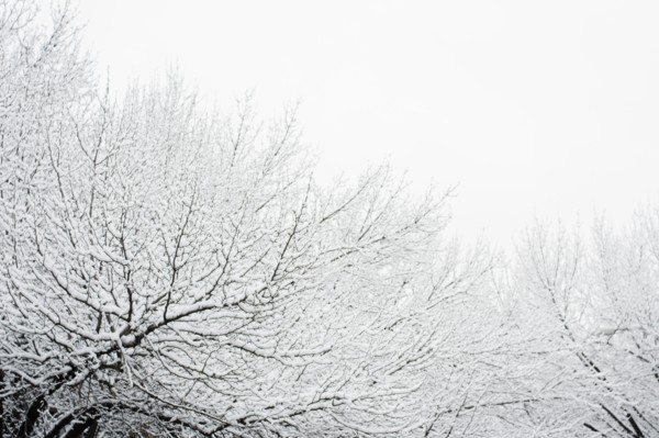 USA, New York, Williamsburg, Brooklyn, snow on tree. Photo: Jamie Grill Photography