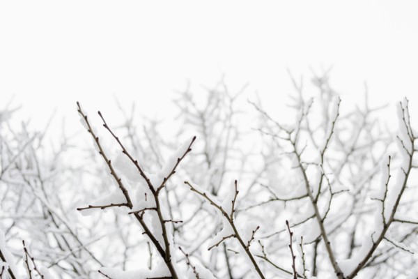 USA, New York, Williamsburg, Brooklyn, snow on tree. Photo: Jamie Grill Photography