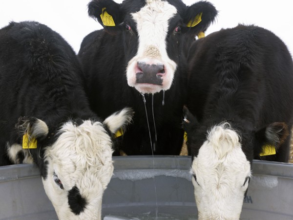 USA, New York State, Cows drinking from frozen feeding trough in winter. Photo : John Kelly