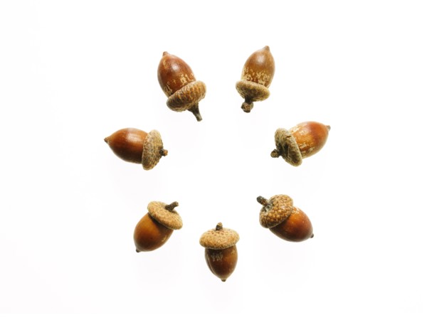 Acorns on white background. Photo: David Arky