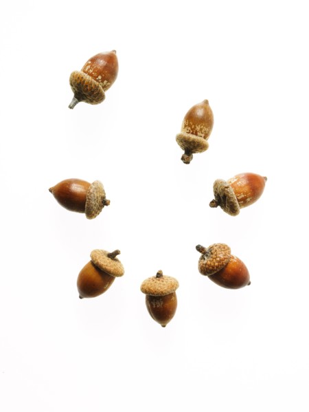 Acorns on white background. Photo: David Arky