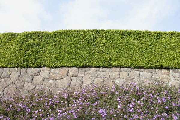 USA, California, Tidy hedge. Photo: Noah Clayton