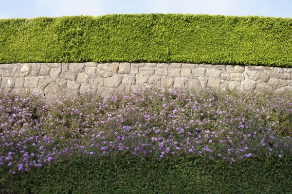 USA, California, Tidy hedge. Photo: Noah Clayton