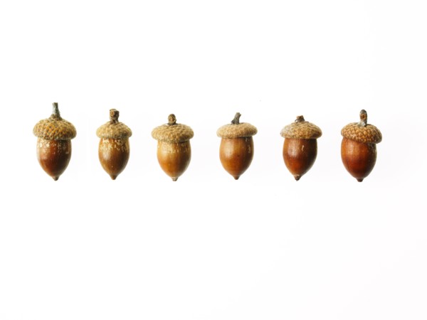 Row of Acorns on white background. Photo: David Arky