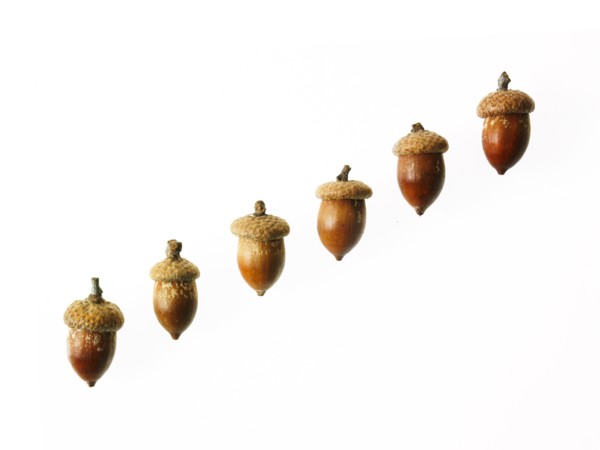 Row of Acorns on white background. Photo: David Arky