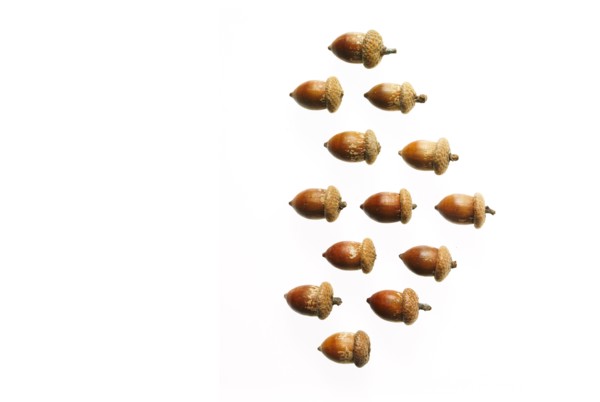 Acorns on white background. Photo: David Arky