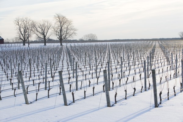 USA, New York, Cutchoge, snow-covered vineyard. Photo : fotog