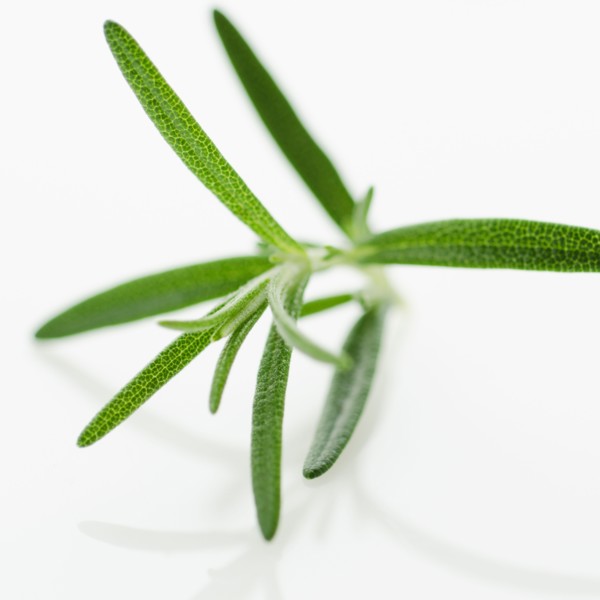 Studio shot of oregano seedling.