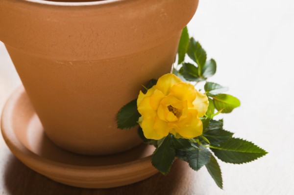 Studio shot of yellow rose and flower pot. Photo : Kristin Lee