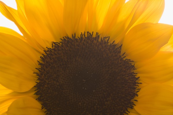 Close-up of sunflower. Photo : Kristin Lee