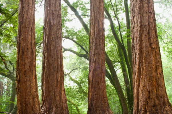 USA, California, Tree trunks in forest. Photo : Noah Clayton