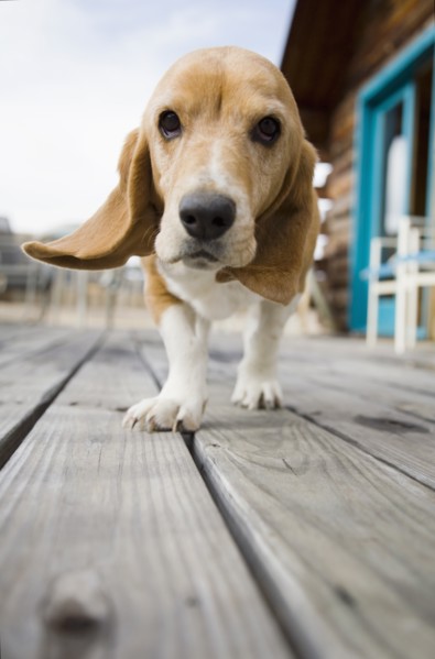 Curious dog walking towards camera. Photo : Maisie Paterson