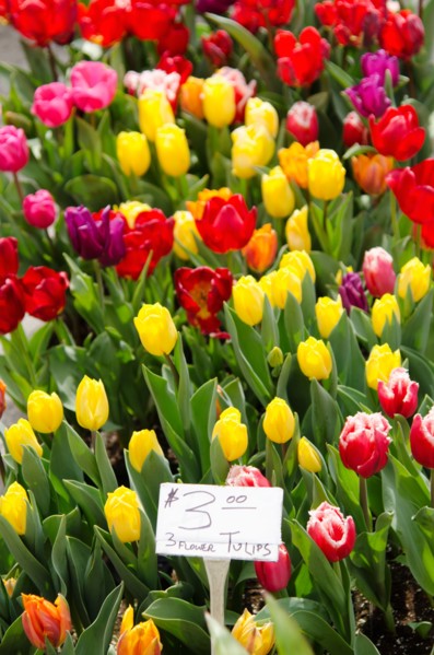 Colorful tulips for sale.
