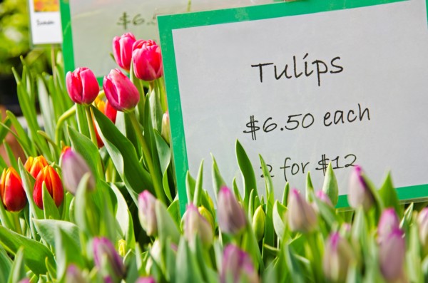 Colorful tulips for sale.