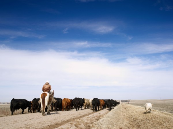 USA, Nebraska, Great Plains, horse rider driving cattle. Photo : John Kelly