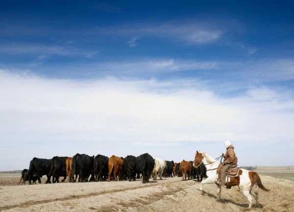 USA, Nebraska, Great Plains, horse rider driving cattle. Photo : John Kelly