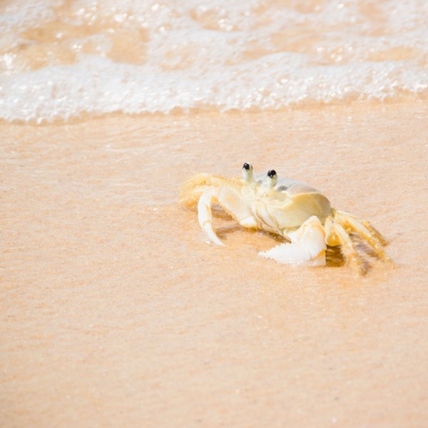 Crab on Tartaruga Beach. Photo : Jamie Grill Photography