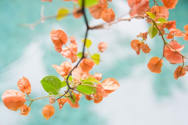 Twig with colorful leaves. Photo : Jamie Grill Photography